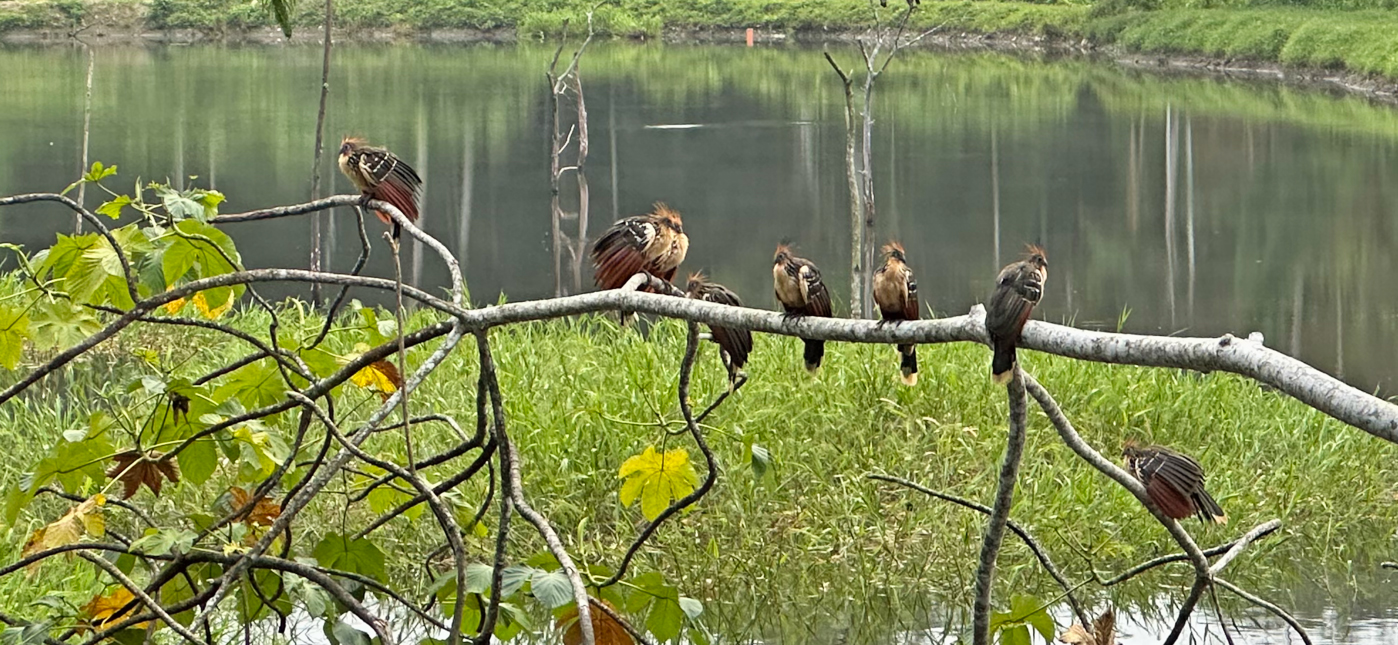 Hoatzins, with their spiky head feathers and bluish temples, are among the many distinctive-looking birds of the Amazonian lowlands. 