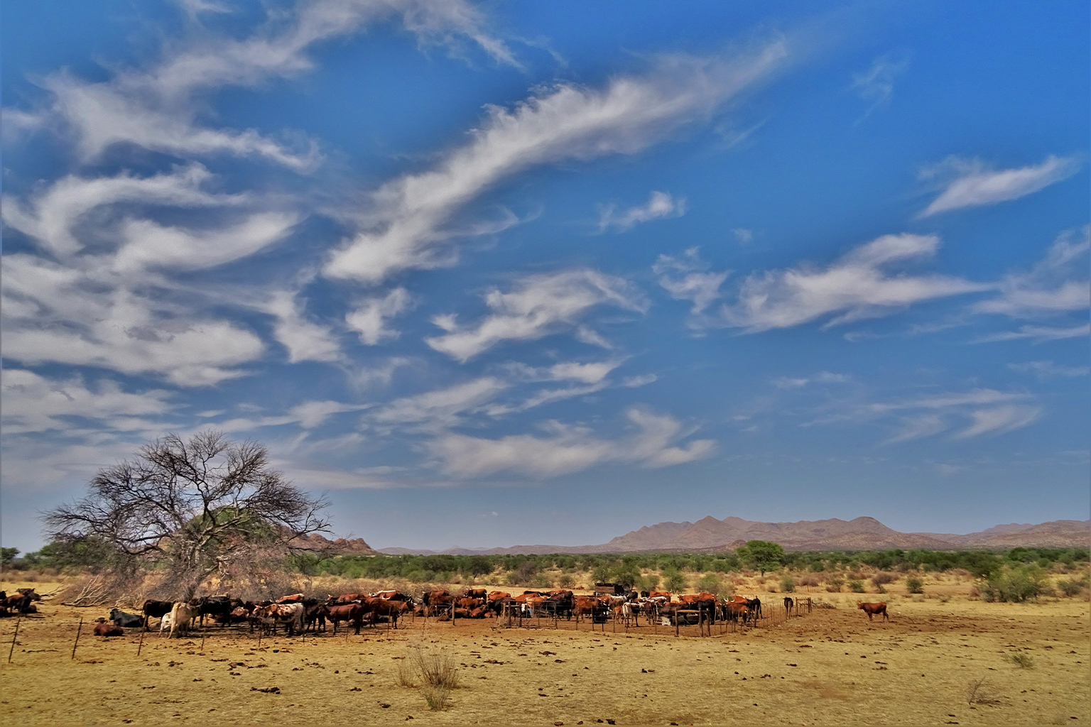 Cattle in arid landscape.