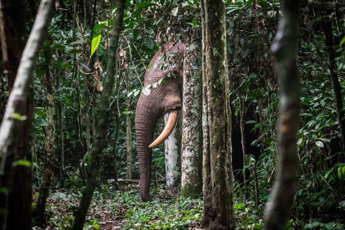 Large areas of unlogged forest are essential to the survival of the Congo's iconic large mammals, such as the critically endangered forest elephant and western lowland gorilla. But a forest like the Djéké Triangle is also a refuge for the 40 other mammal species that have been identified there. Photo credit: S.Ramsay/WCS