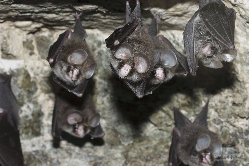 Tail-less leaf-nosed bats (Coelops frithii). 