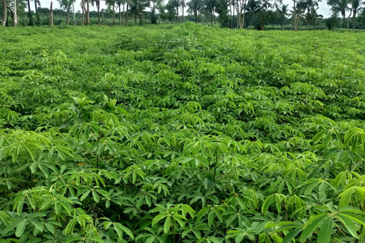 A red silk-cotton plantation.