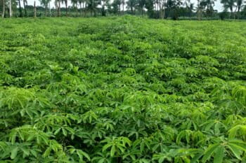 A red silk-cotton plantation.