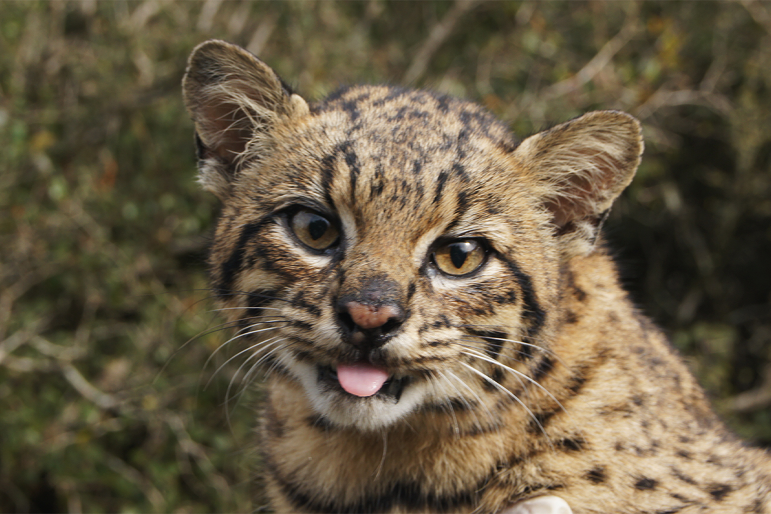 A Geoffroy’s cat.