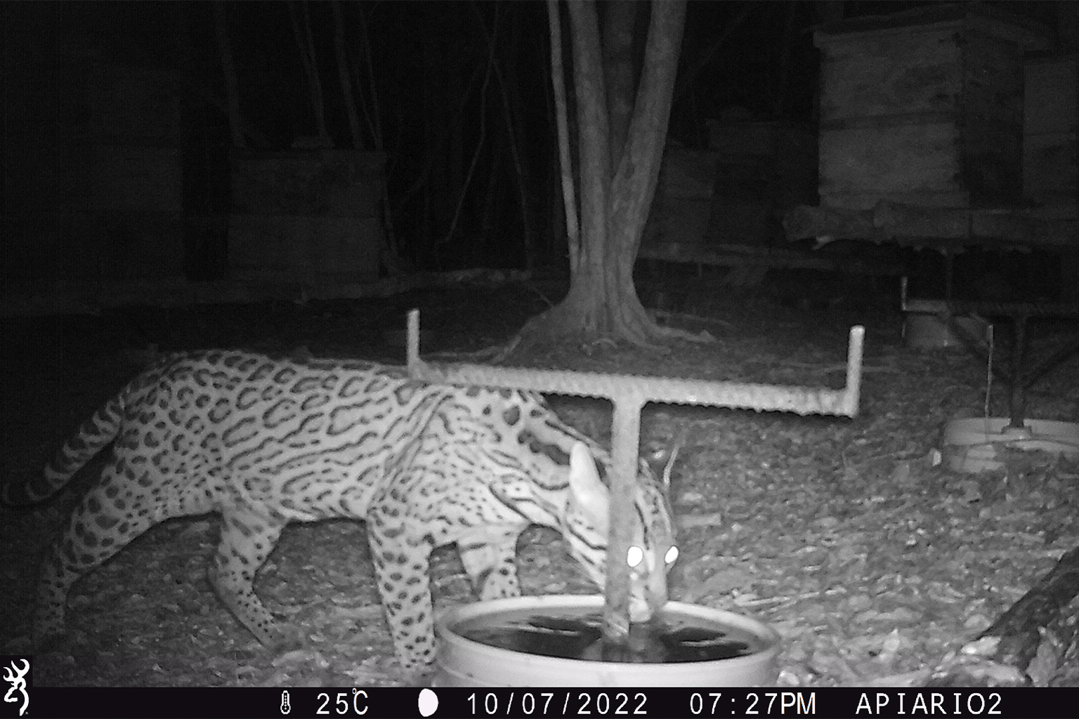 A wildcat image caught by camera trap.