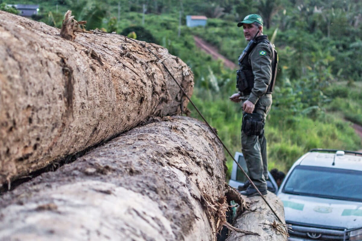 Ibama seizes a shipment of illegally extracted Ipê