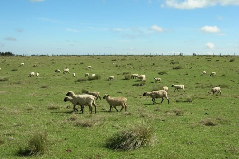 Wide shot of green rangeland on the Kinangop plateau, with two clumps of tussock grass in the foreground, black faced sheep in the middle ground, and a fence marking the horizon where green gives way to blue sky flecked with a few clouds. Image courtesy Dominic Kimani.