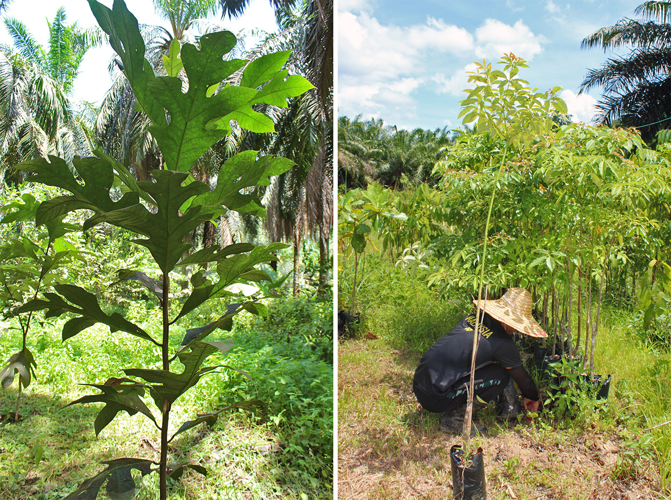 (Left) A sapling planted in Silabukan. (Right) A member of the RFF team tending to saplings in the nursery.