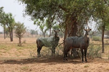 Nilgai antelope (Boselaphus tragocamelus)