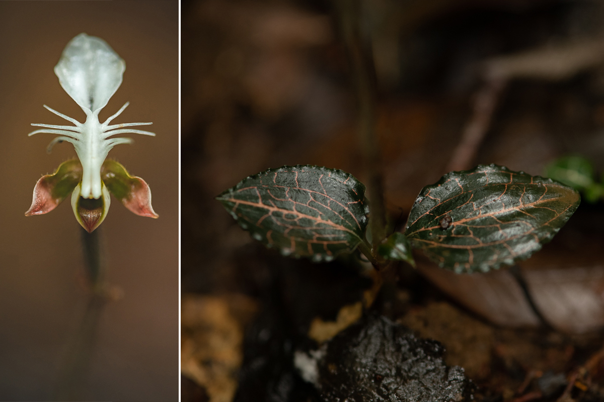 An Anoectochilus roxburghii flower and leaves.