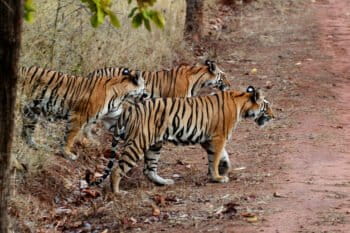 Three Bengal tigers in India.