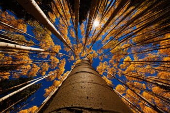 Canopy in fall.