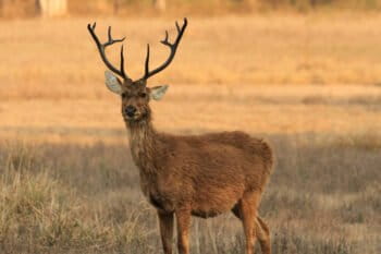Swamp deer prefer grassland habitats.