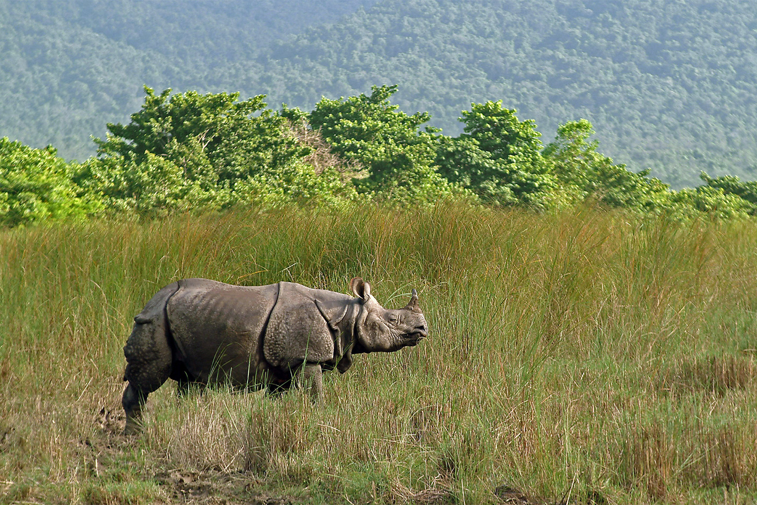 A rhino in Chitwan's grasslands. 