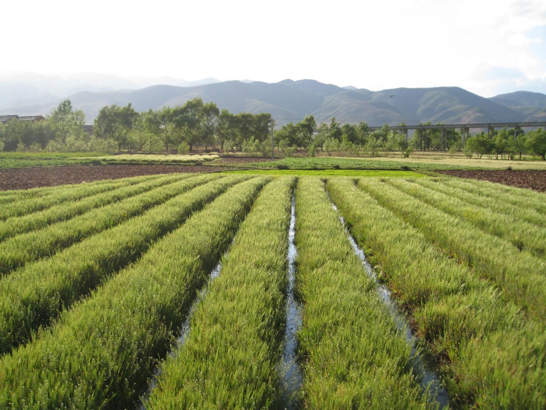 An agricultural field.