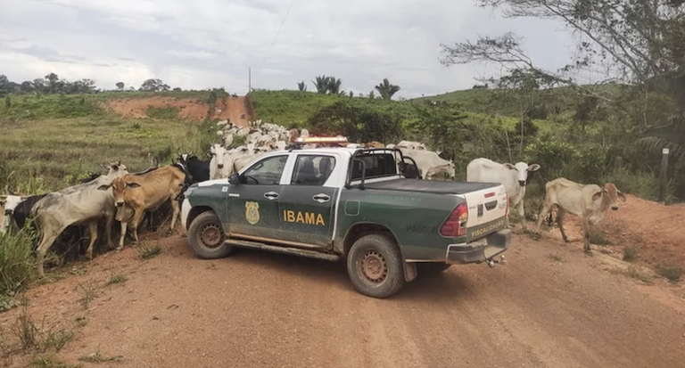 Cattle surround an Ibama vehicle during an operation. Image by Divulgação/Ibama.