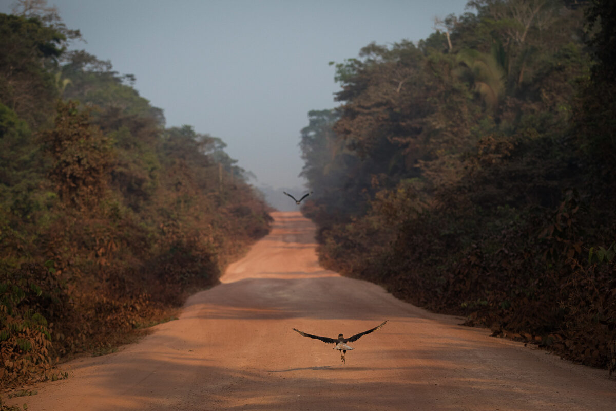 Hawks fly along BR230 in the iTerêrim Marmelos Indigenous Territory in Amazonas. Image by Bruno Kelly/Amazonia Real via Wikimedia Commons (CC 2.0).