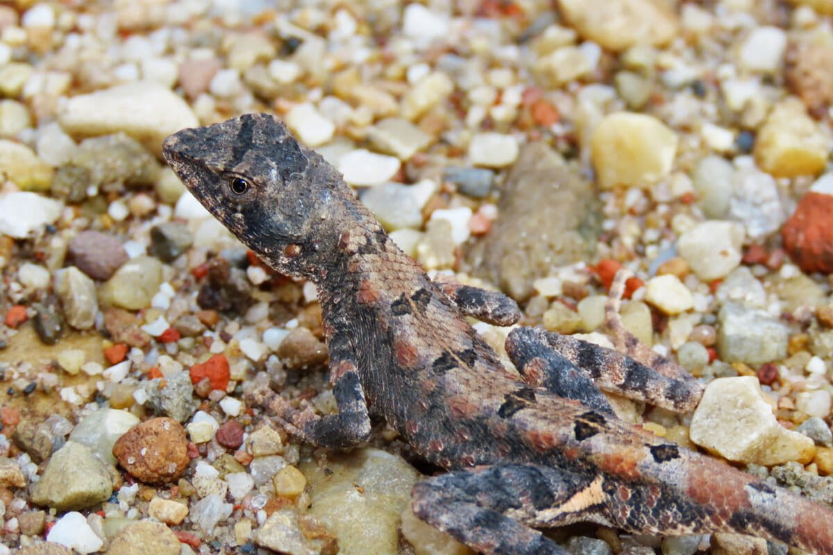The critically endangered dark sitana (Sitana fusca).