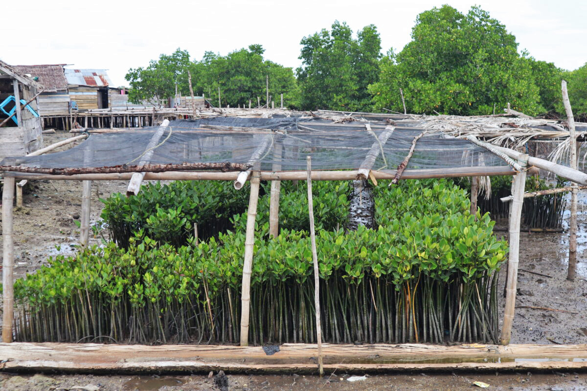 A community mangrove nursery on Toro Siajeku's coast. 