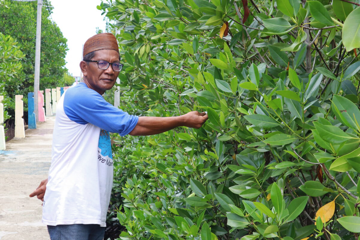 Umar Pasandre with mangrove trees.