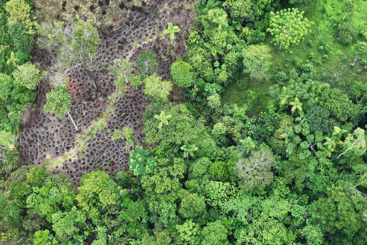 A plot that was burned down to plant crops like rice, peanuts, corn and balsa.