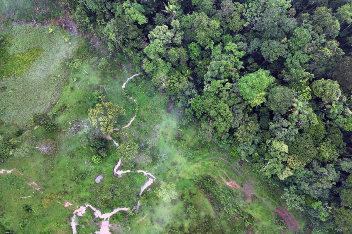 On the Via Auca, mestizo farmers mostly cut down the forest to extract timber and then convert the land to pasture. 