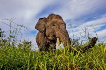 A Sumatran elephant in South Sumatra.