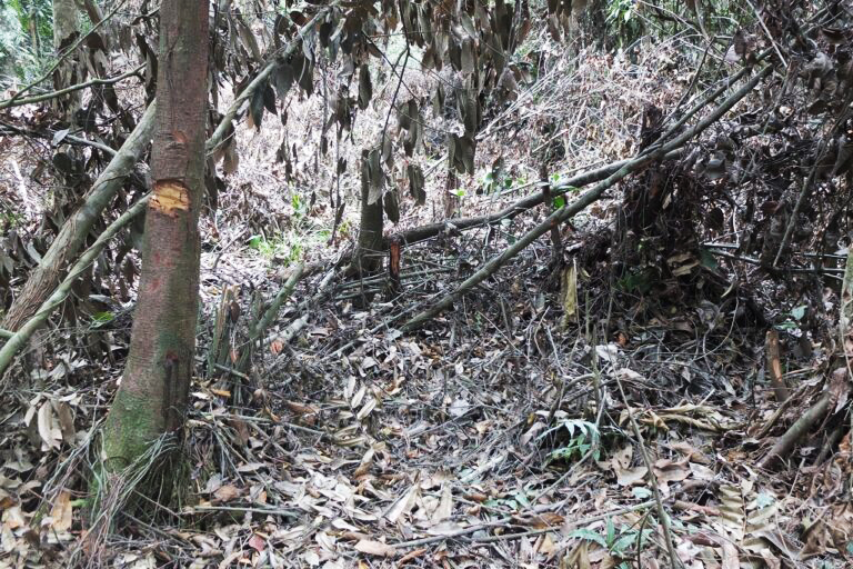 Encroachment in the Pematang Rahim village forest.