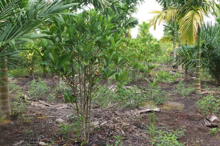 The burnt area in the Sinarwajo village forest have been planted with various fruit trees and areca nut.