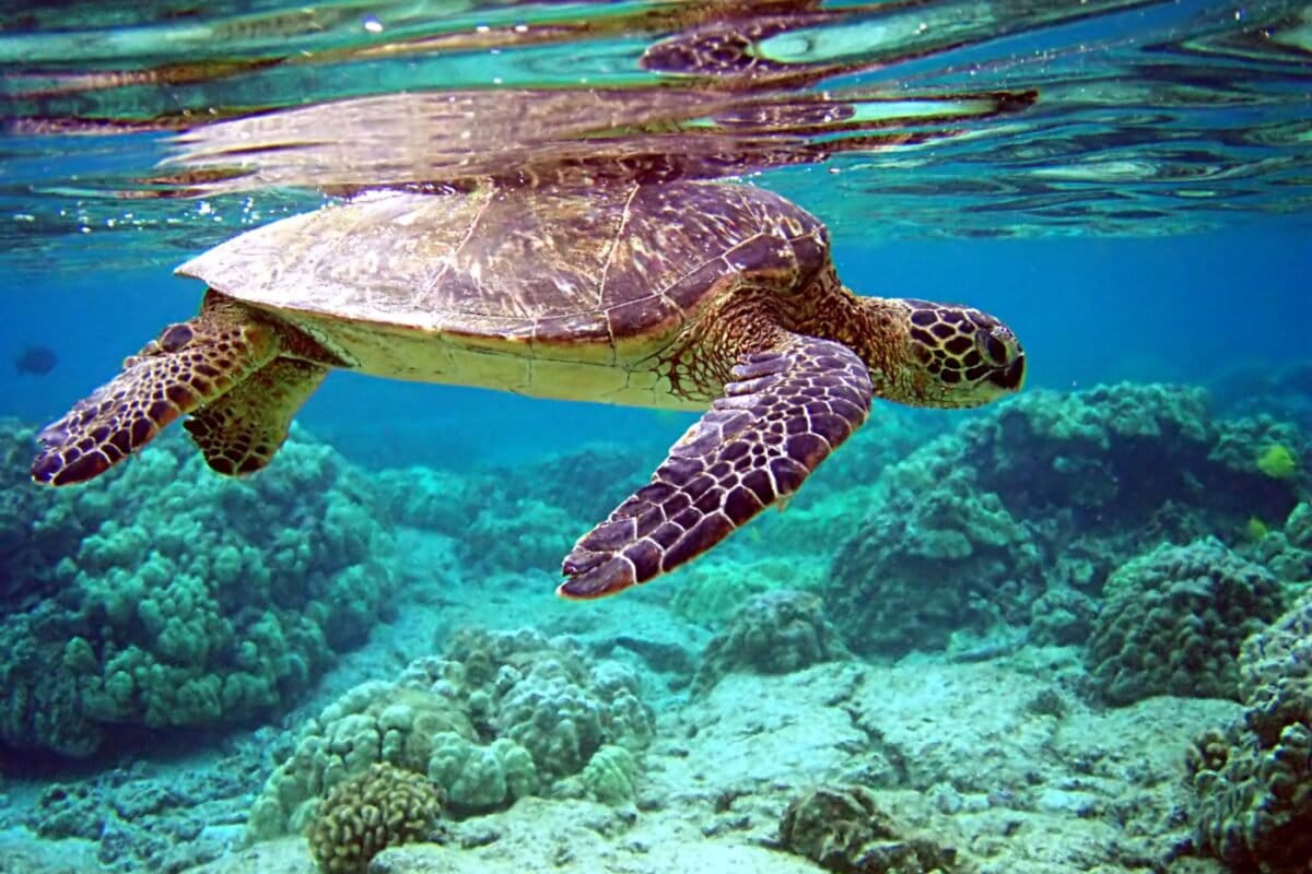 Close up of a green turtle (Chelonia mydas) in clear, aquamarine-tinged water with corals, its shell just meeting its own rippling reflection on the surface . Image by Jim Frodel via Flickr (CC BY-2.0)