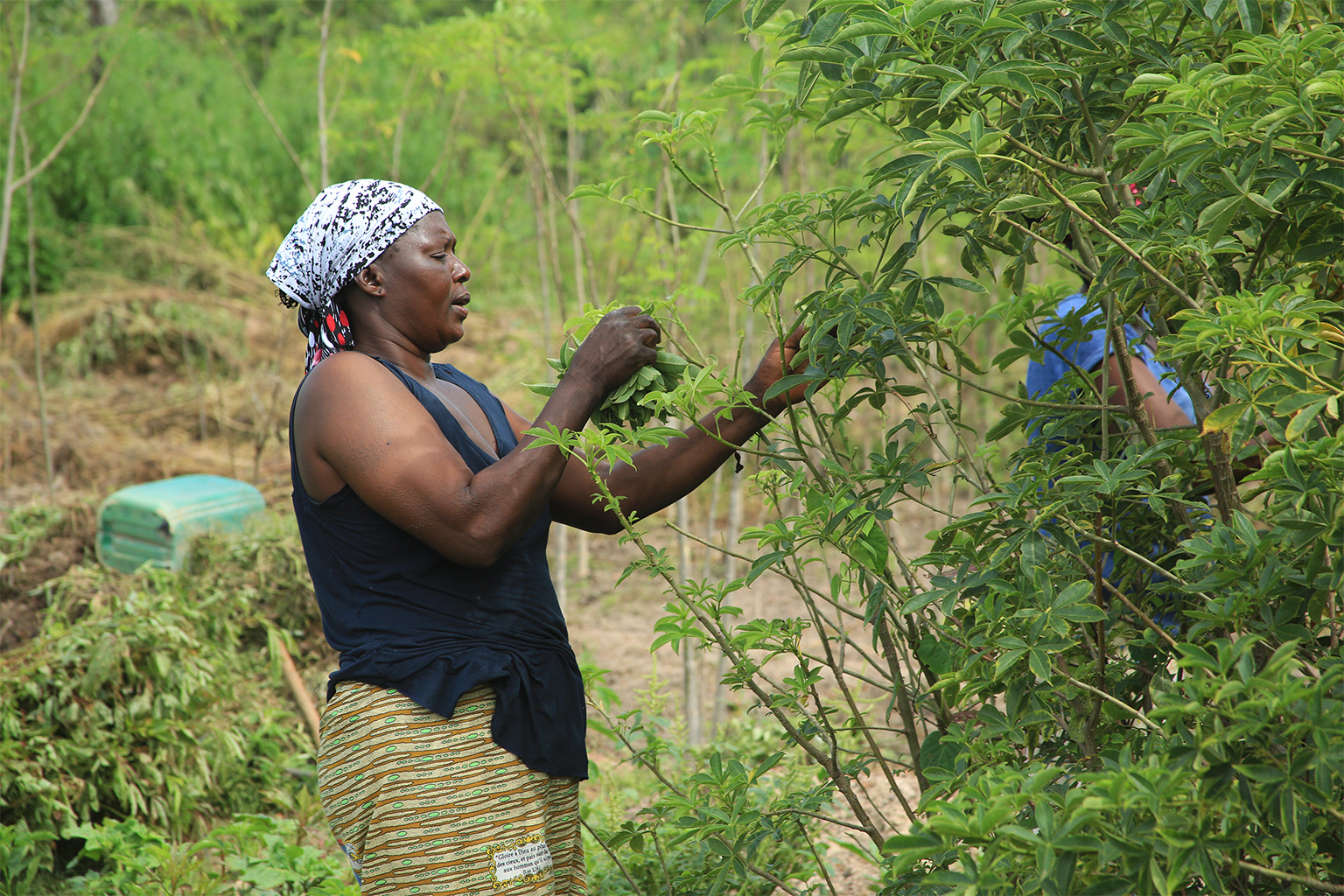 Restoration efforts have focused on growing plants that are used as food or medicine by the communities, like this ‘nutrition garden’ in Burkina Faso.