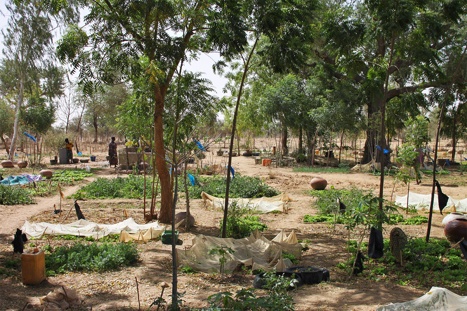 Agroforestry is a major component of the Great Green Wall