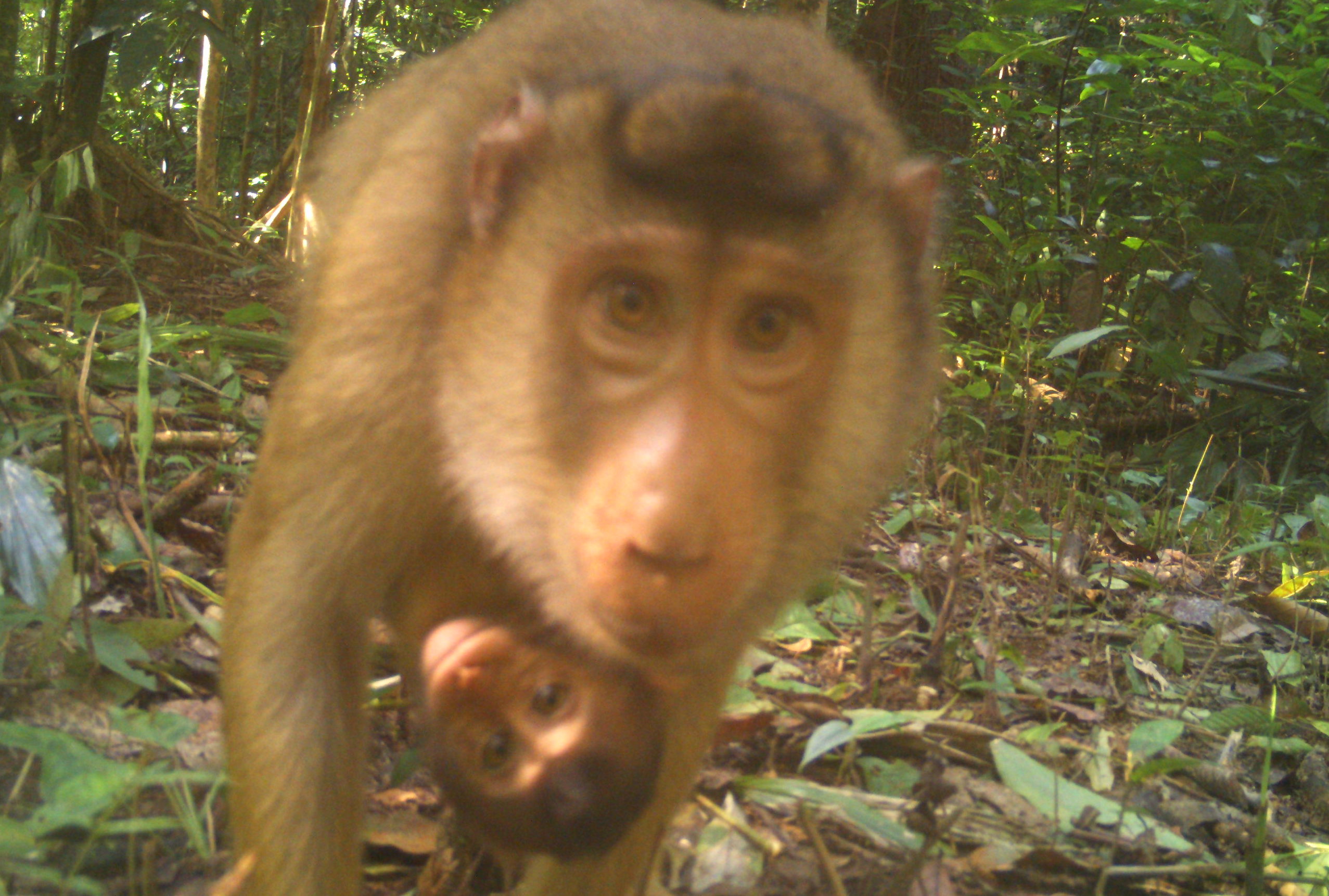 Pig-tailed macaque