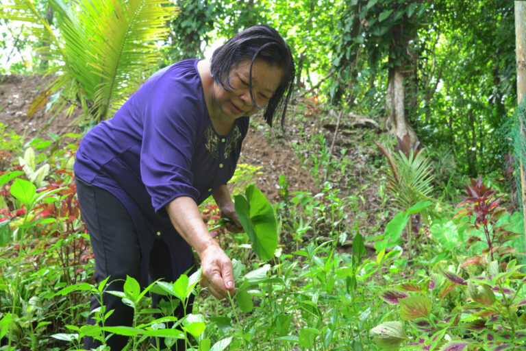 Suludnon farmer Jelly Brillon picks leafy vegetables.