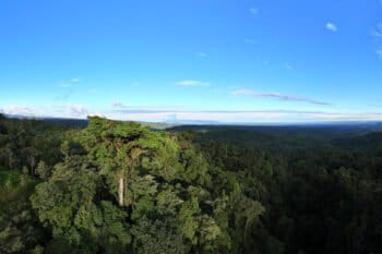 Rainforest in the upper Amazon. Photo credit: Rhett A. Butler