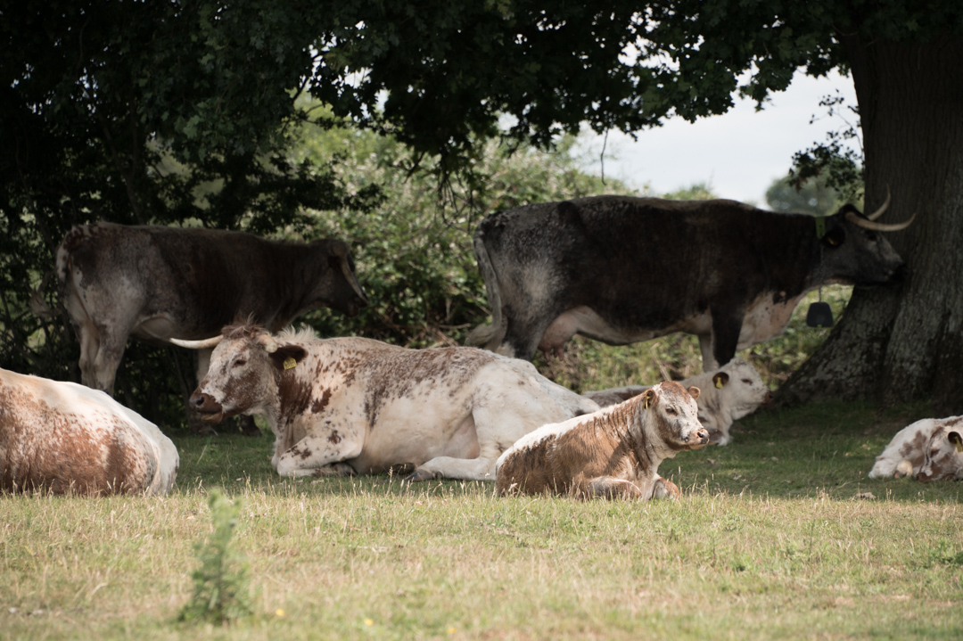 Old English longhorns resting under an oak tree at Knepp.