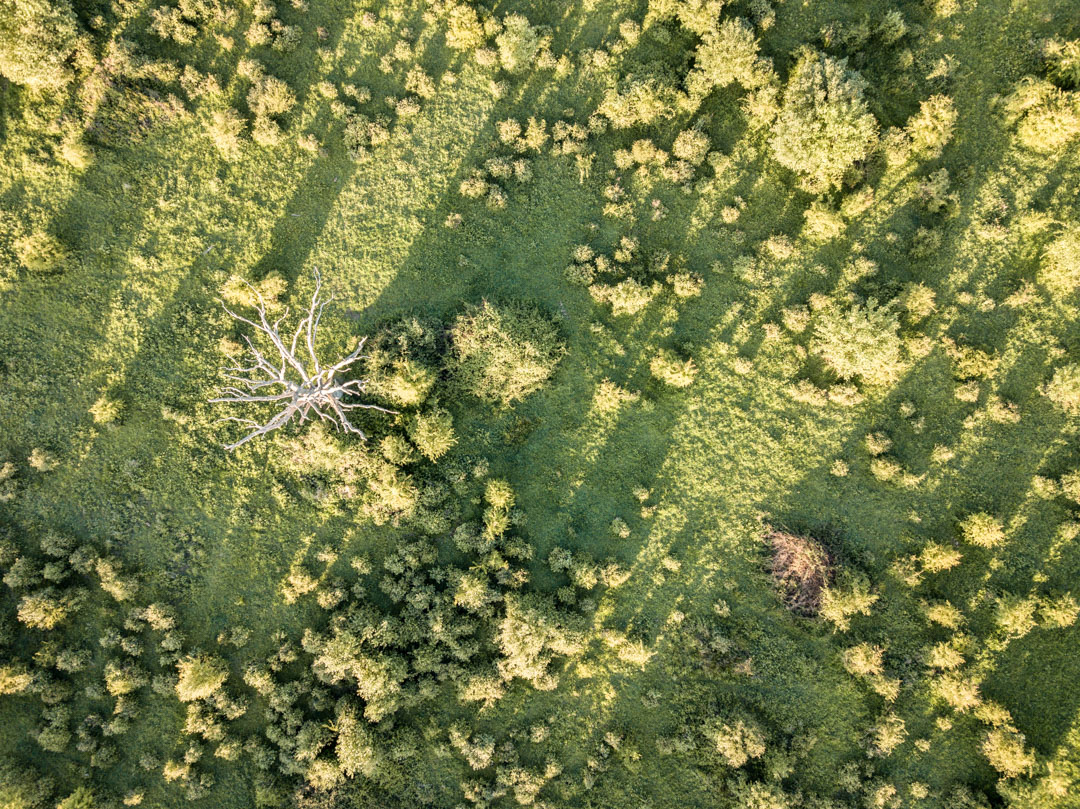 Rewilded scrubland with dead wood left standing to form a habitat for bats, birds, bees and other insects, fungi and microbes that all contribute to ecosystem health. 