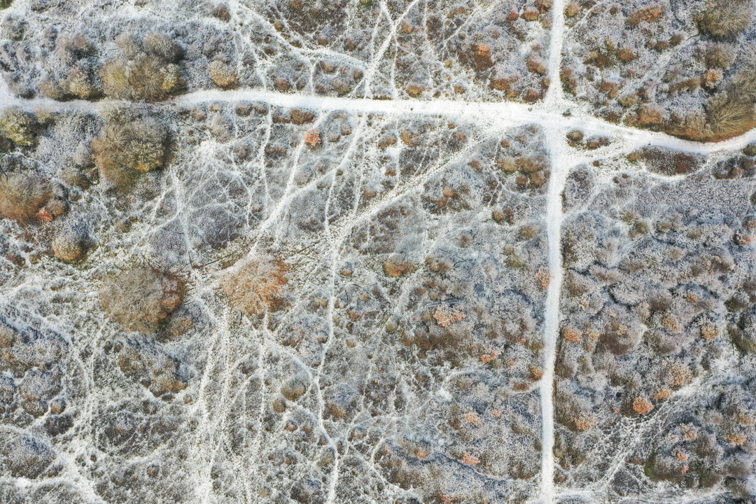 A light scattering of snow highlights the longhorn, deer, pig, pony and human tracks crisscrossing are area of rewilded scrubland.