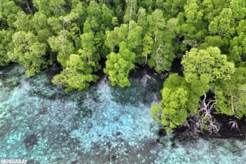 Mangroves in Raja Ampat. Photo credit: Rhett A Butler