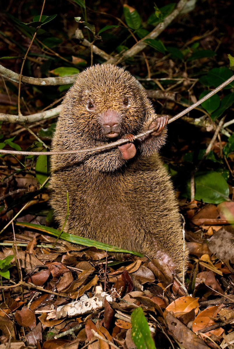 Brazil’s thin-spined porcupine (Chaetomys subspinosus).