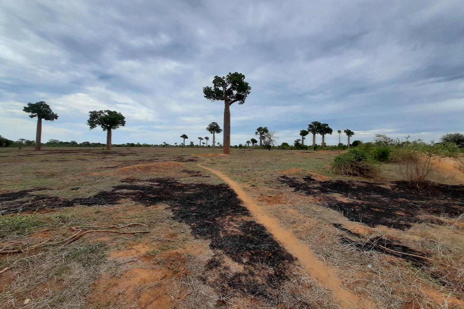 Charred land inside the Menabe Antimena Protected Area. 