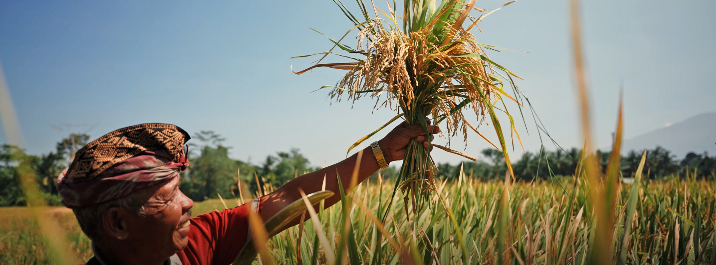 A farmer in a rice paddy field.