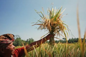 A farmer in a rice paddy field.
