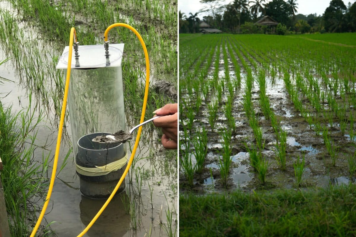 Bali rice experiment cuts greenhouse gas emissions and increases yields South Africa Today