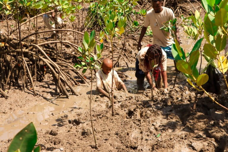 Mangrove restoration event. Image courtesy of Steve Misati.