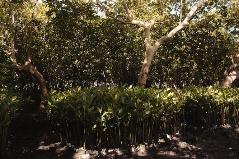 Recently planted mangroves. Image courtesy of Steve Misati.