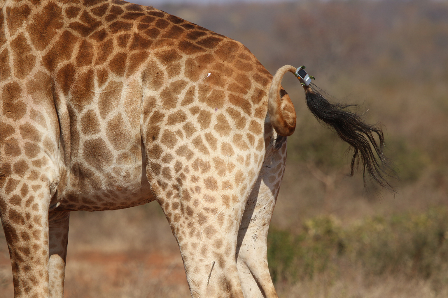 A tag attached to the tail of a reticulated giraffe.