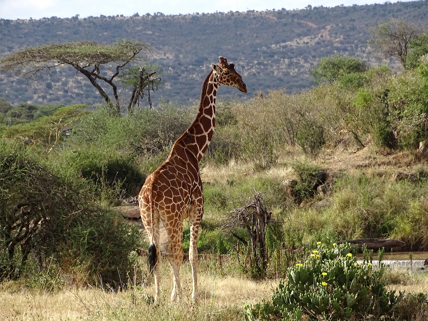 A reticulated giraffe in Namibia.