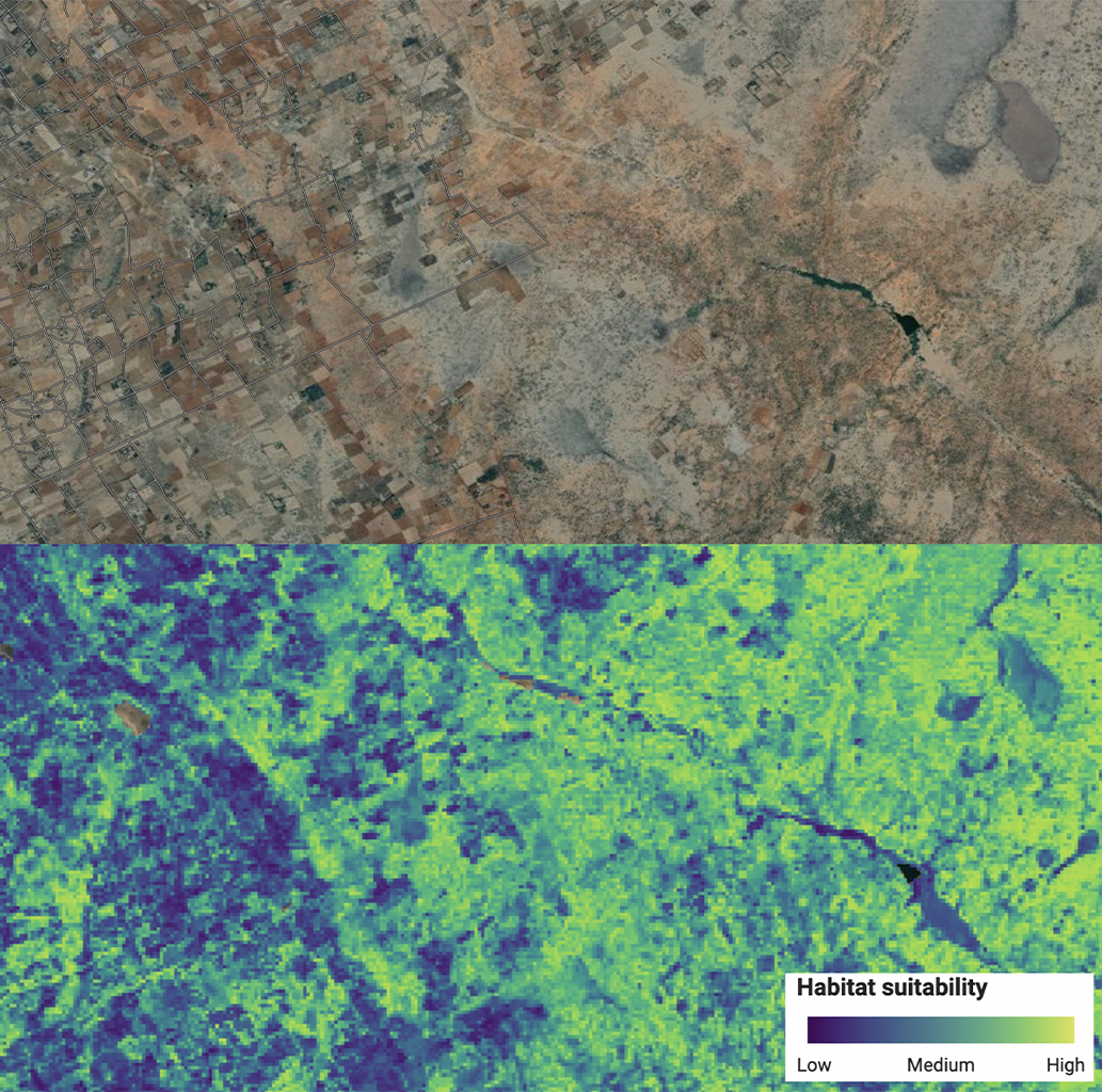 The model developed by Ramiro Crego shows suitable habitats for reticulated giraffes. 