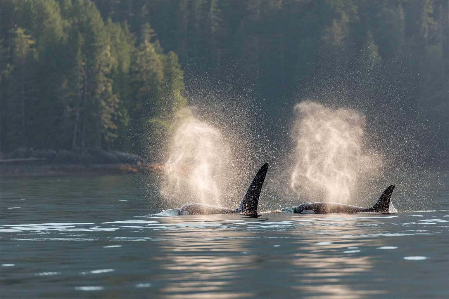 Killer whales in Gitga'at territory. 