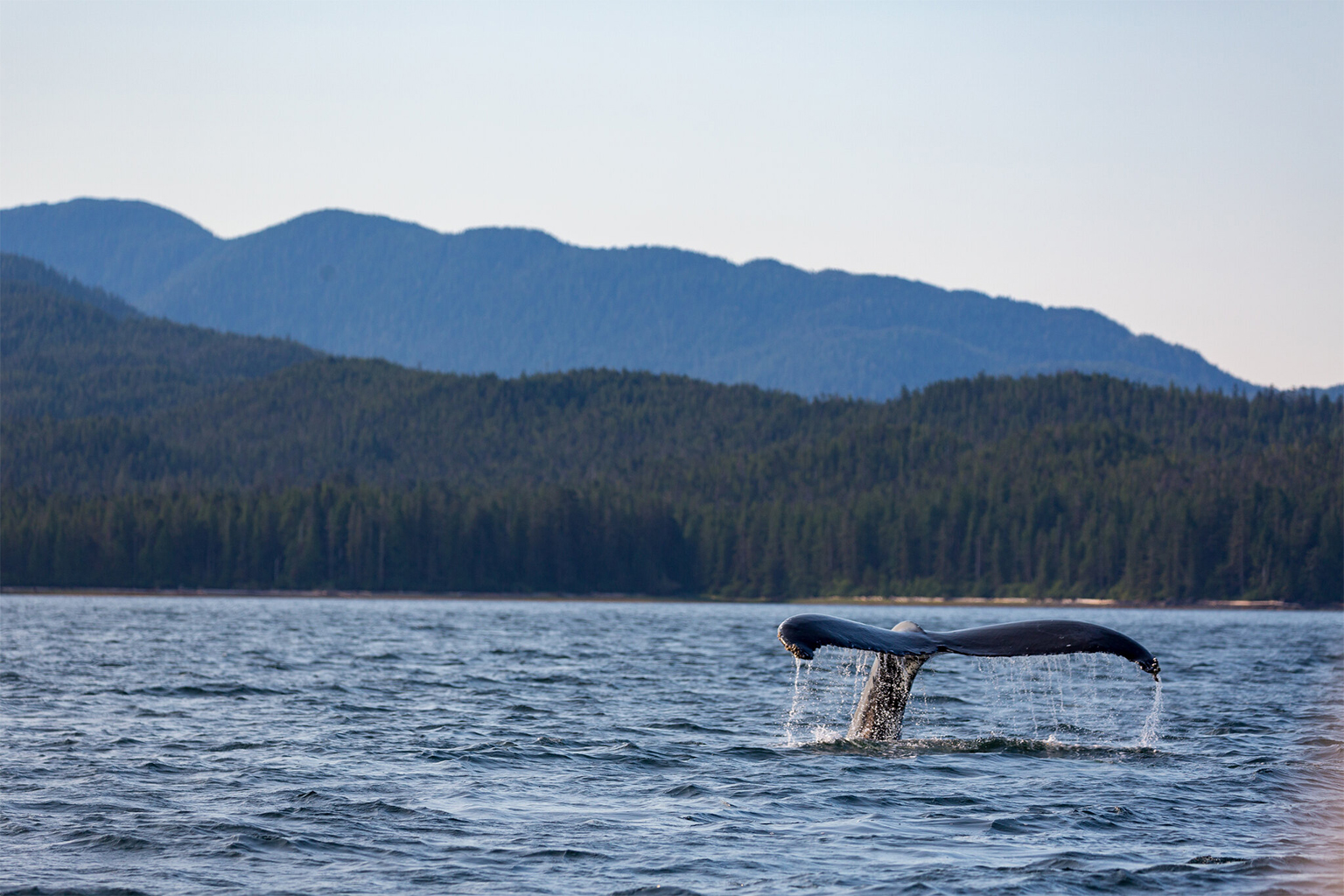 A humpback whale in Gitga'at territory.